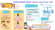 โรคอหิวาต์แอฟริกาในสุกร (ASF)