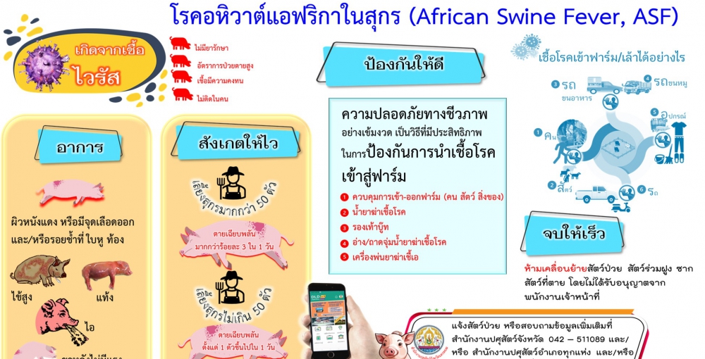 โรคอหิวาต์แอฟริกาในสุกร (ASF)